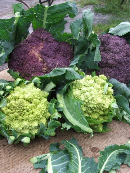 Romanesco and Violetta cauliflowers