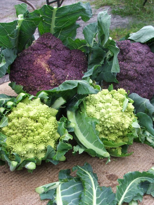 Romanesco and Violetta cauliflowers
