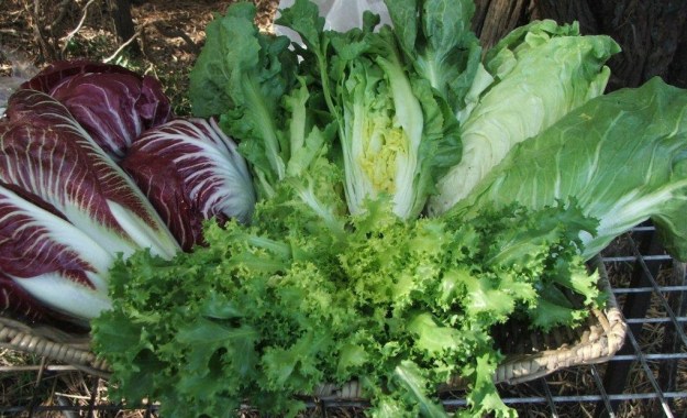 The chicory family: (clockwise from LHS) Treviso chicory, scarole, sugarloaf chicory, frisee.