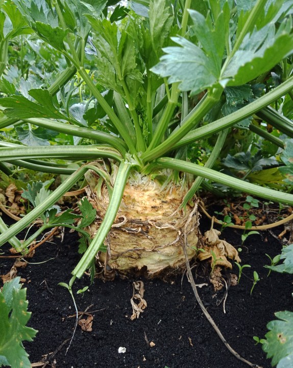 Celeriac